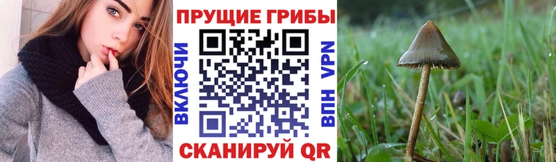 Псилоцибиновые грибы GOLDEN TEACHER Свободный
